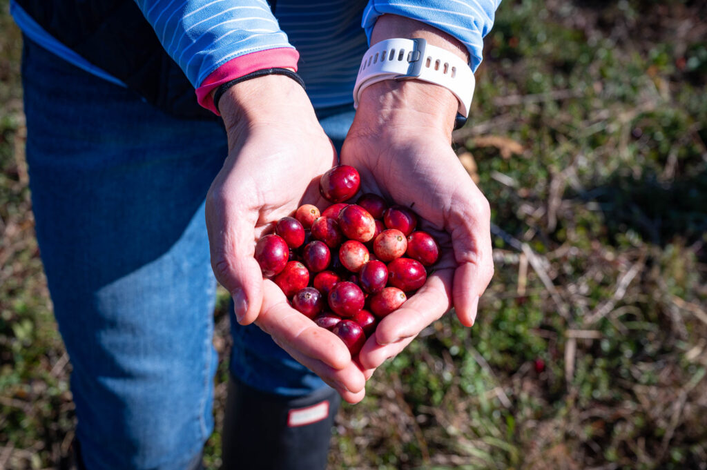 Qué son los cranberries, por qué están en tendencia y cuáles son sus