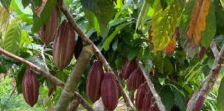 UNRITUAL CACAO WEEK se realizará en la Bodega Disidente - Imagen de referencia (cortesía)