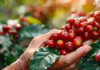 Uno de cada cinco sacos de café de Colombia se produce en Huila