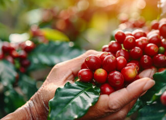 Uno de cada cinco sacos de café de Colombia se produce en Huila